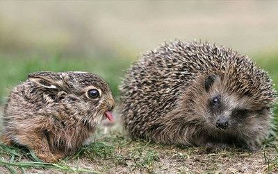 bunnyporcupine.jpg