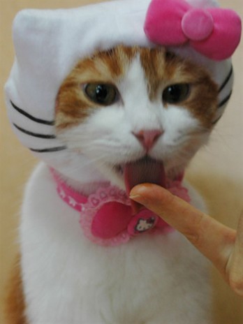 hello_kitty_cat.jpg