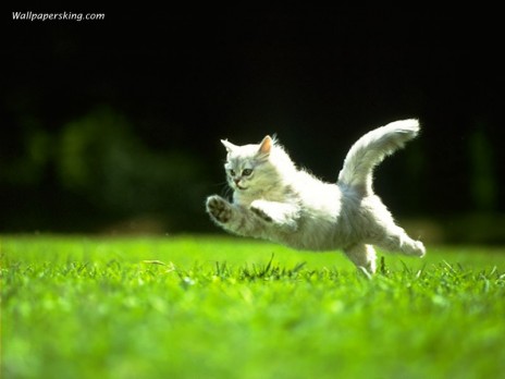 cat_7.jpeg.jpg