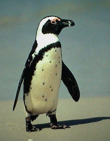 Jackass_Penguin.jpg