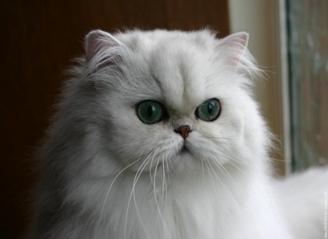 minou123.jpg