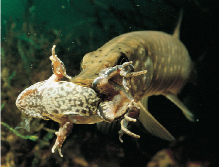 Pike_caught_frog.jpg