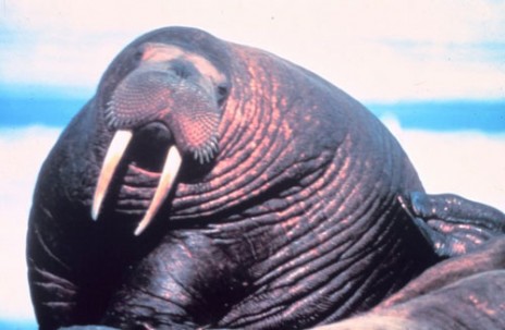 walrus.jpg