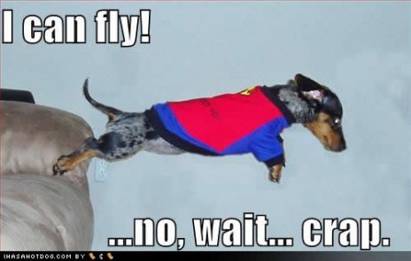 funny_dog_pictures_fly_cra.jpg