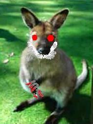 fierce_wallaby_gv.jpg