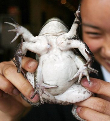 oddFrog.jpg