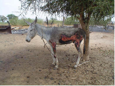 Jane_Wells_donkey_copy.jpg