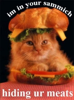 lolcatsdotcom7peykj7aqy9z3.jpg