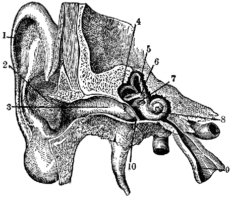 51537_ear_lg.gif