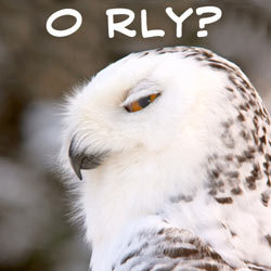 ORLYOWLS.jpg