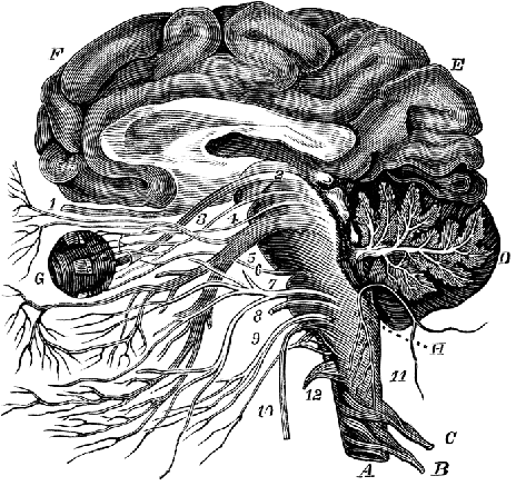 50701_brain_lg.gif