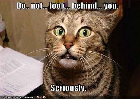 funny_pictures_dont_look_b.jpg