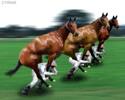 horserace.gif