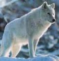 white_wolf.jpg