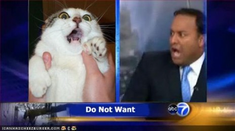 funny_pictures_zomg_cat_lo.jpg