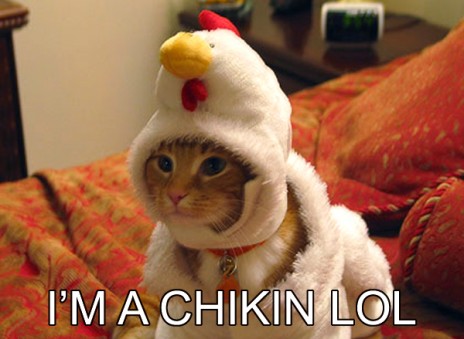 im_a_chikin_lol.jpg