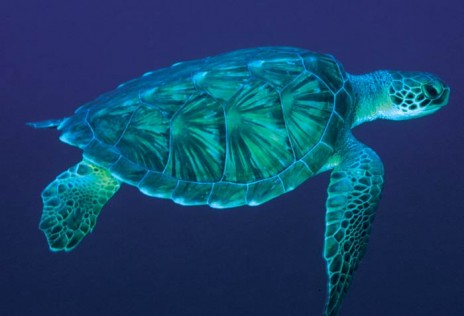 uruguay_sea_turtles1.jpg