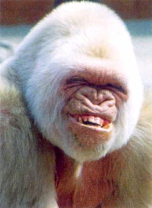 Funny_White_Gorrila_Smilin.jpg