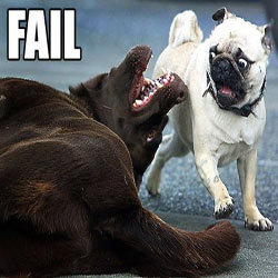 doggyFAIL1.jpg