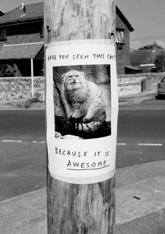 missing_cat.jpg