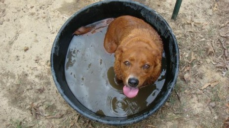 puppy.jpg