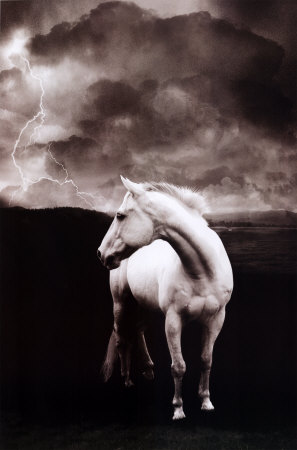 white_horse.jpg