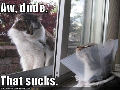 funny_pictures_cat_is_symp.jpg
