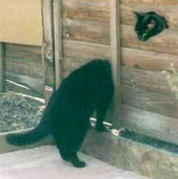 cats.jpg