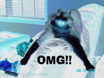 screamercat.GIF