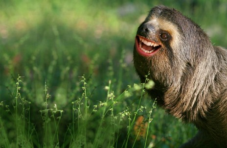 happy_sloth.jpg