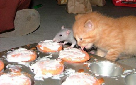 cupcakes.jpg