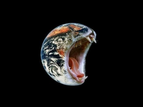 earth_cat.jpg