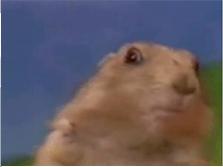 chipmunk.jpg