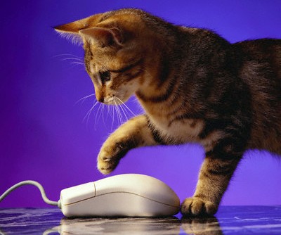 CatSurfingWeb.jpg