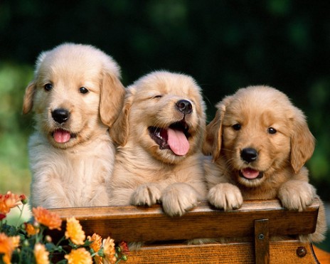 golden_retrievers_2.jpg
