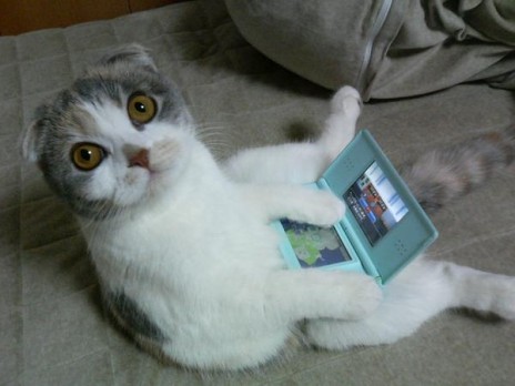 dscat.jpg
