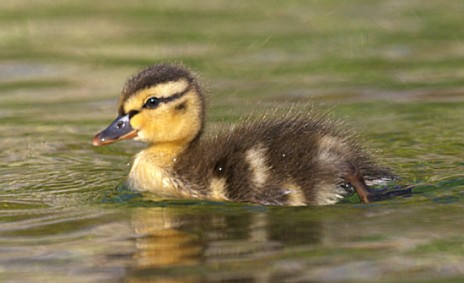 todays_duckling.jpg
