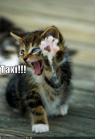 funny_pictures_cat_calls_a.jpg