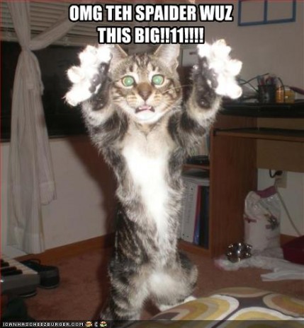 funny_pictures_cat_saw_a_r.jpg