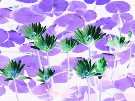 Water_lilies_inverted.JPG