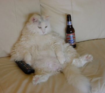 drunk_cat.jpg