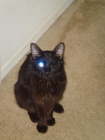 Oneeyedcat.jpg