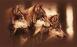th_wolves2.jpg