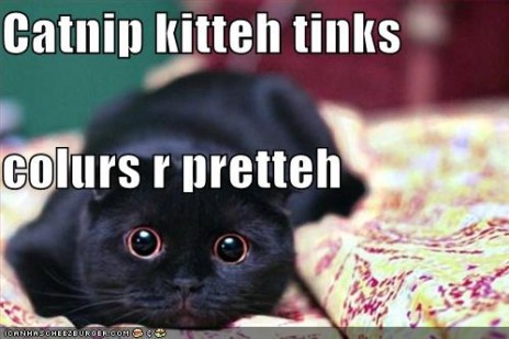 funny_pictures_catnip_cat_.jpg
