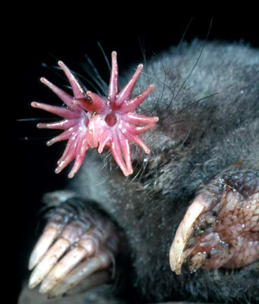 Mole_article.jpg