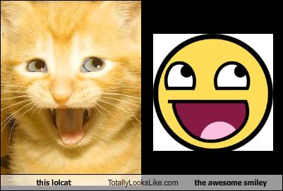 this_lolcat_totally_looks_.jpg