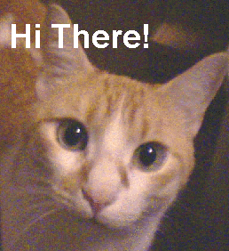 cat.gif