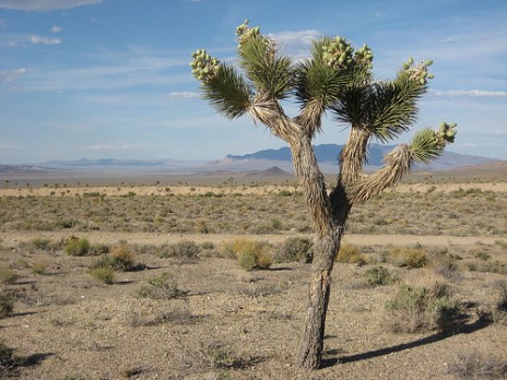 nevada1.jpg