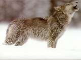 th_wolf_4.jpg
