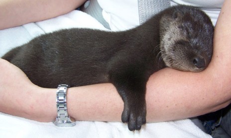 BabyOtter.jpg